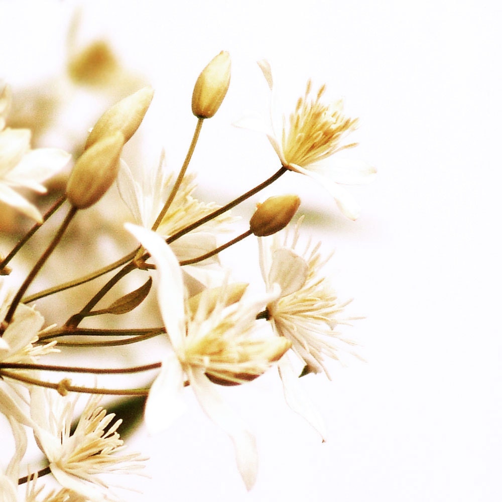 Flower Photograph Vanilla Flowers Ivory Cream Art by Catherine Jeltes as galleryzooart on Etsy from etsy.com