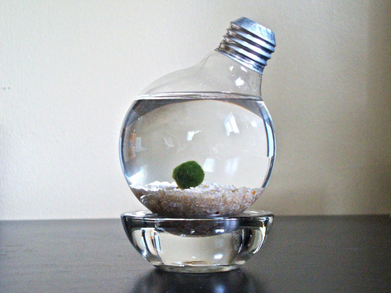Marimo Moss Ball in a Repurposed Light Bulb (Lightbulb Aquarium)