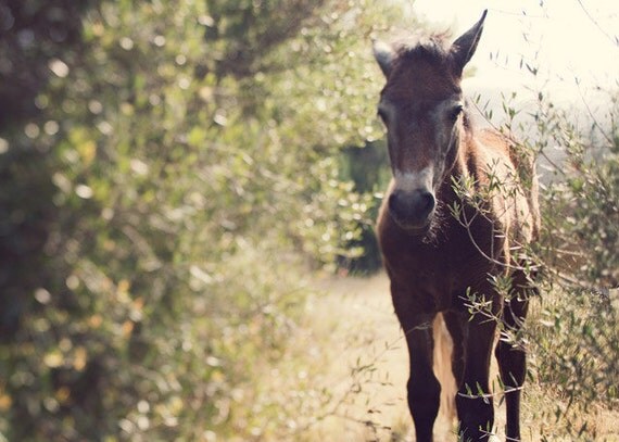 Horse Photos- EyePoetryPhotography