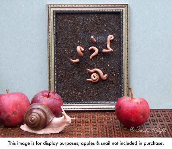 earthworms - 5.5X7.5 inch framed assemblage by Sarah Knight, earthworms worms dirt brown picture frame
