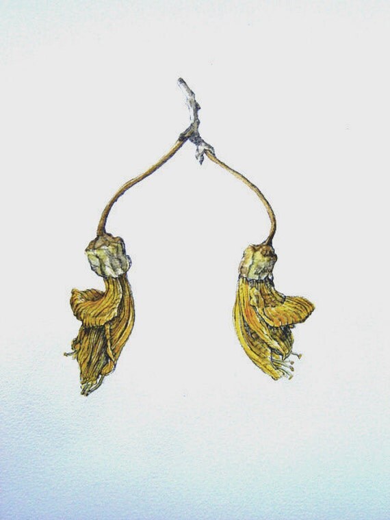 New Zealand Kowhai (Sophora) Flowers - Limited Edition Print from Original Pencil and Watercolour Drawing
