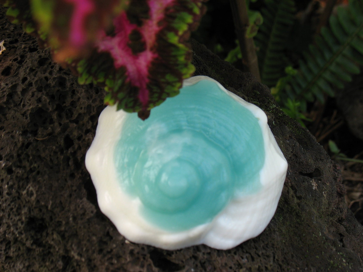 Handmade Glycerin Soap - MADE IN HAWAII - Seashell Swirl