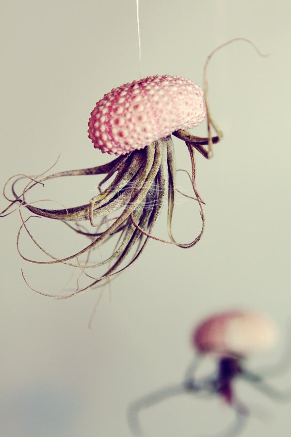 Ten Jellyfish Air Plants // Sea Urchins Hanging Art Installation Wedding Favor Decor Gift Mini Terrarium Kit DIY tiny cute tillandsia