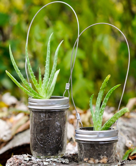 Mason Jar Aloe Planter