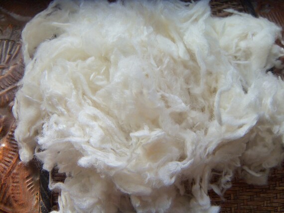 Mary had a little lamb 21 micron Merino Lamb locks for felting or spinning
