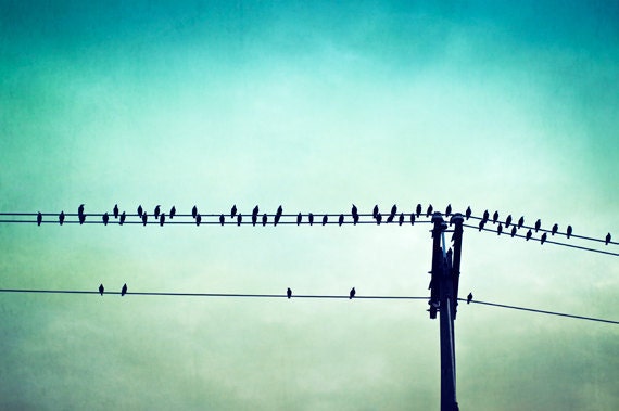 Fine Art Photography - bird on wire teal print aqua turquoise nature photography blue photo prints wall art - 8x12 Photograph, "Perched"