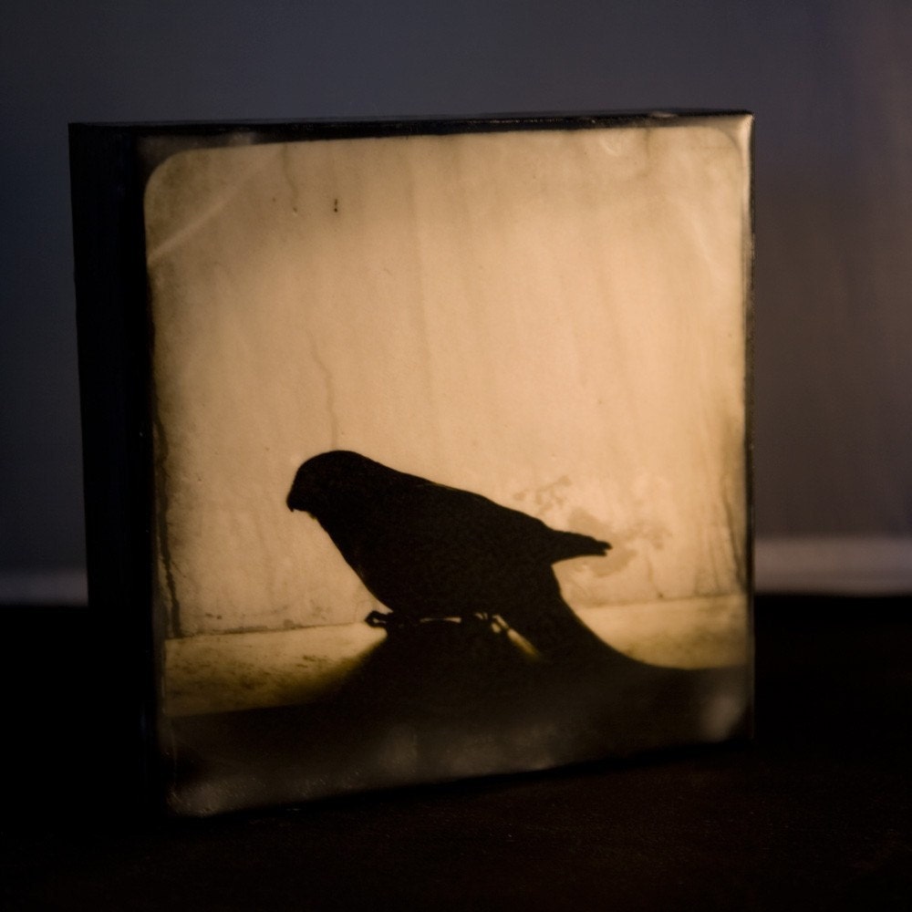 Bird Encaustic Photograph--Bird Silhouette II--6x6 Fine Art