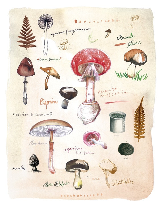 Mushrooms poster - Fungi botanical plate - 11X14 Food art print - The kitchen collection