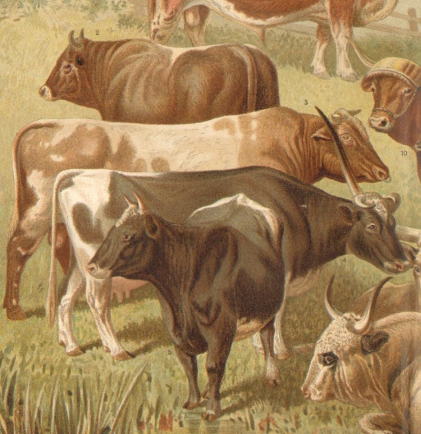 1897 Cattle-Bulls, Cows, Oxen Original Antique Chromolithograph to Frame