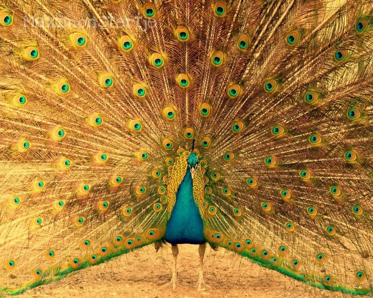 Peacock Photograph Large - Fine Art Nature Photography - 24x30 Gorgeous peacock showing feathers - I"m Free, Captain Peacock