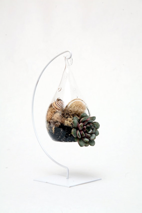 Tear drop terrarium from tall poppy gardens