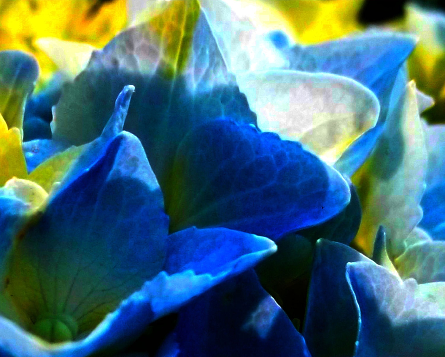 Hydrangea 5 x 7 Photo Art Vivid Color Blues Yellows Creams Flowers Gardening