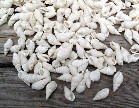 Small White Seashells 1 Cup beach wedding craft shells