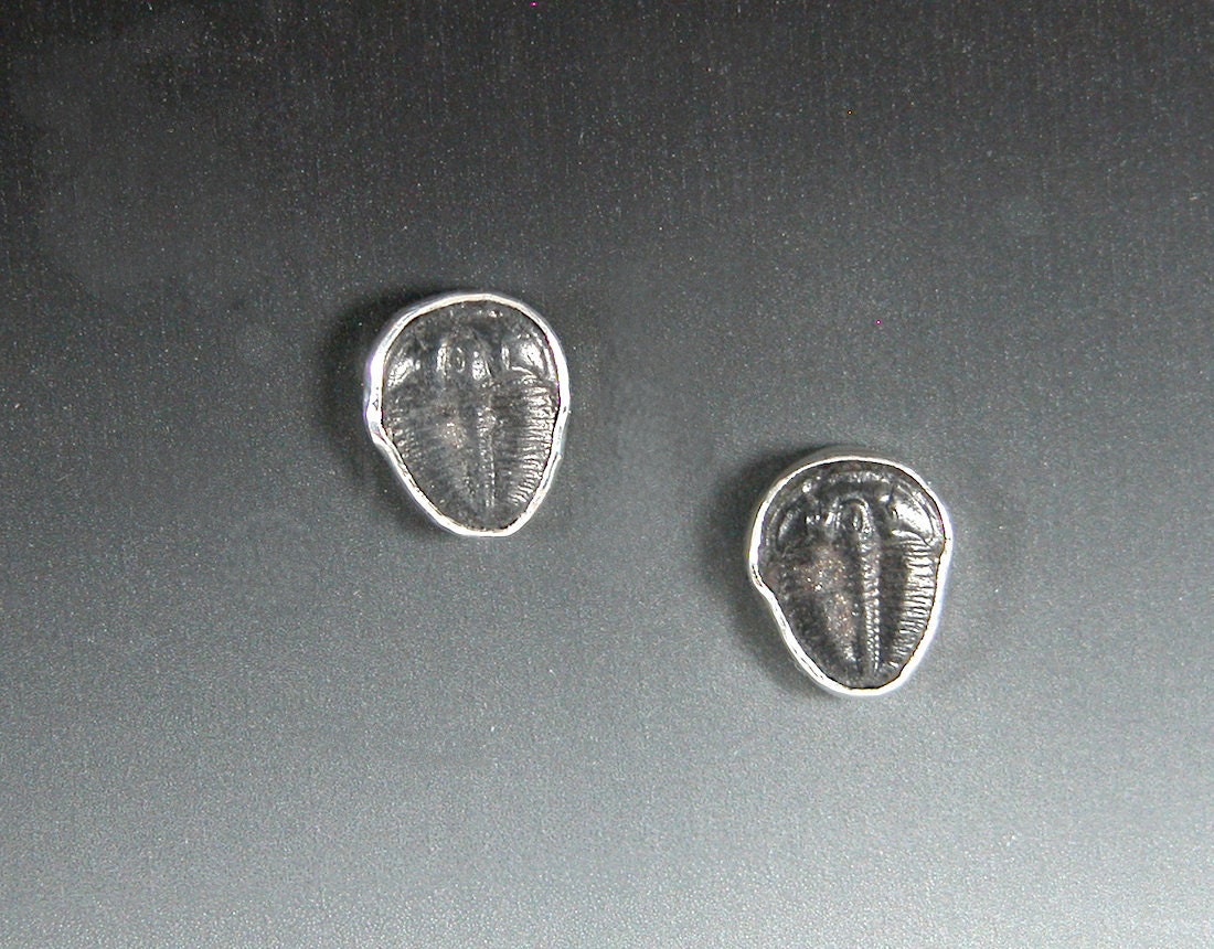 Sterling Silver Earrings of Fossil Moroccan Trilobites with 14karat Gold Posts ePA3