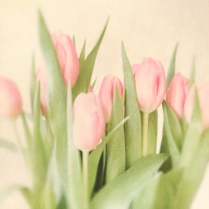 Pink tulips spring flowers pale green shabby chic feminine decor spring photography flower photography romantic girly - Spring 8x8