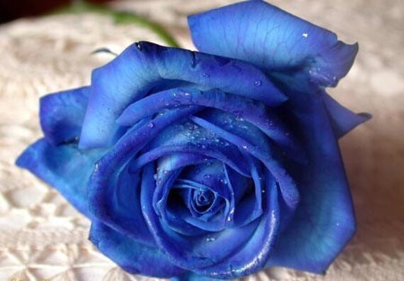 Rose and Royal Blue Wedding Bouquet Package For Bethani From LilyBellas