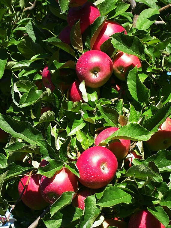 Apple Harvest 4X6 Matted Art Print