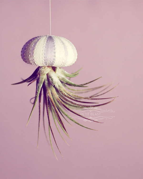 Small Air Plant in Stripey Purple Sea Urchin // Wedding Favor Decor Gift jellyfish stripes striped
