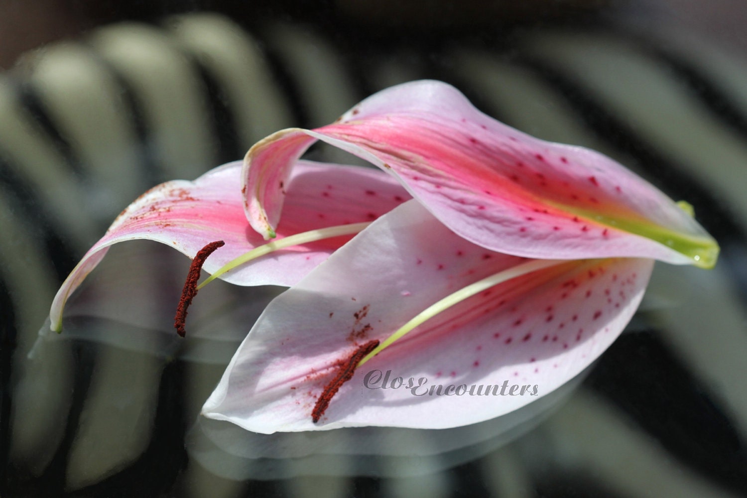 Oriental Lily Petals 2 - Fine Art Photography Print - Garden Photography Home Decor Wall Art for Home or Office