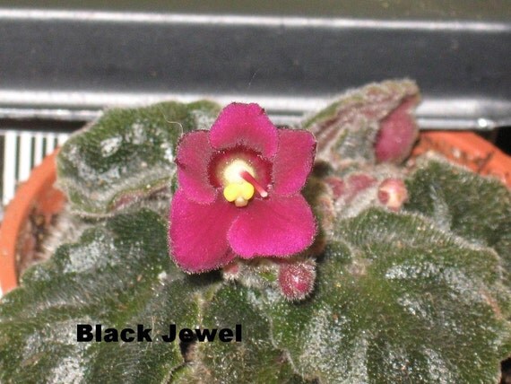 African Violet, live plant,Black Jewel, starter, semi miniature