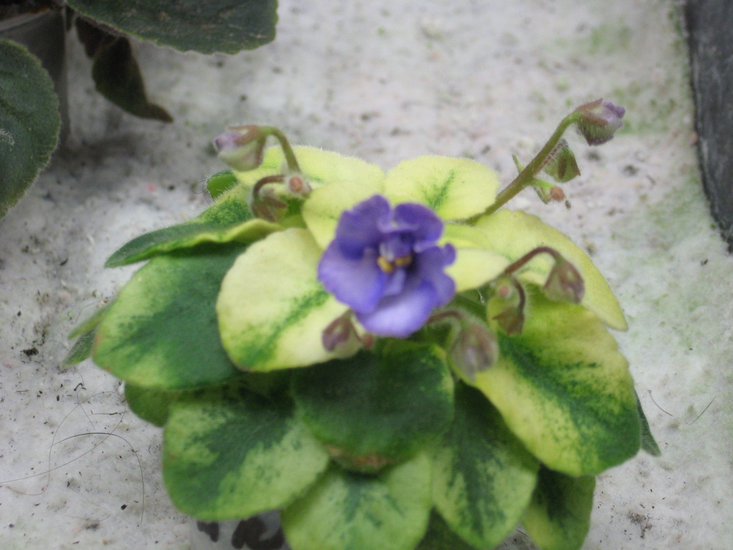 African Violet, live plant, ROB'S KITTEN CABOODLE, starter, semi miniature
