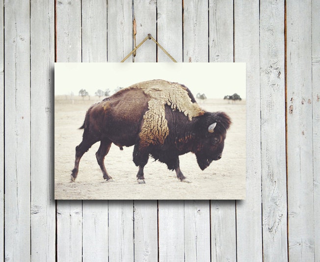 Bison - 10x14 buffalo print - brown home decor - buffalo - bison - rustic decor - brown decor - buffalo decor - western decor