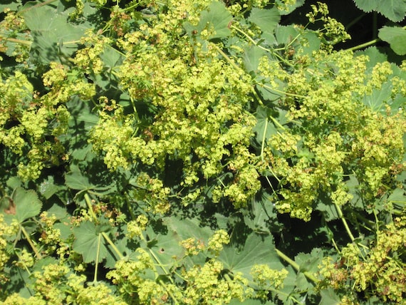 LADY'S MANTLE, perennial, herb, flower for the border, live plants, order now for spring shipping