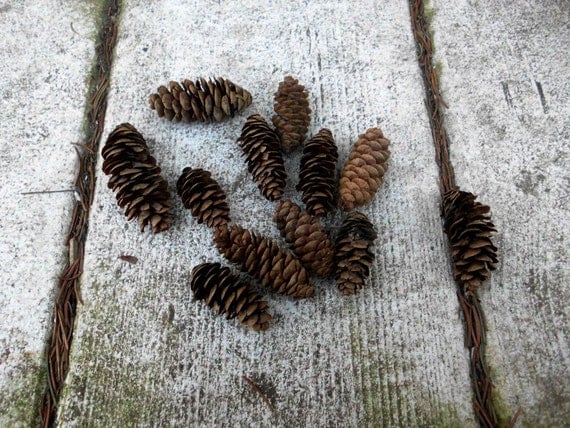 For this homemade wedding centerpiece craft you will need several pine cones