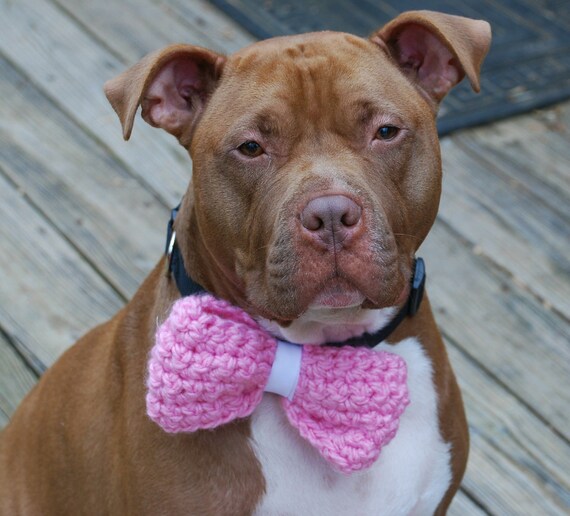 The best bow tie ever!!! Crazy dog, Pitbull dog, Dog love