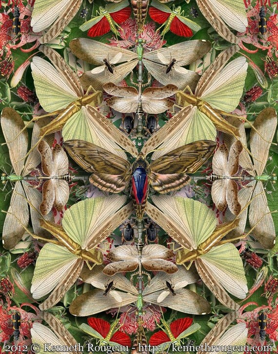 Forms of Nature #13: Insects Forms of Nature #13: Insects