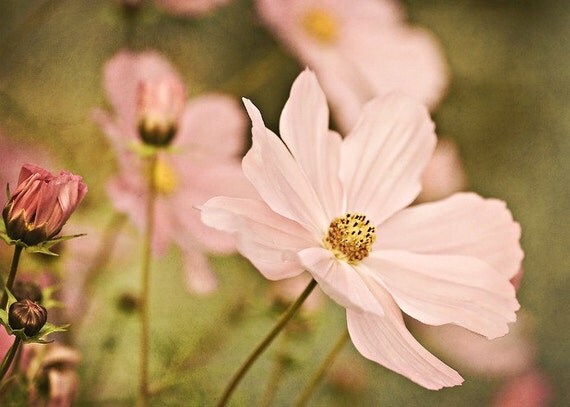 Golden 2 - 5x7 Fine Art Photograph