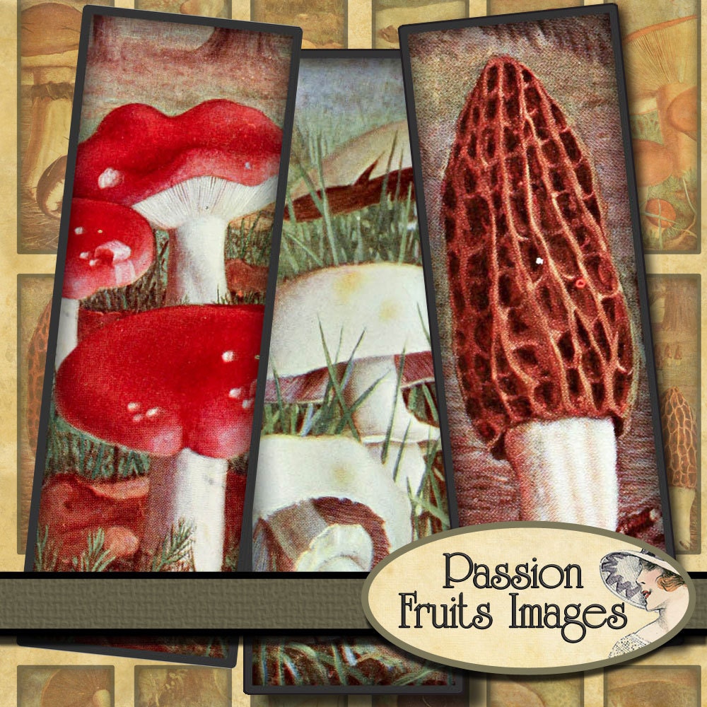 Vintage French Mushroom Images 1 x 3 Microscope Slides Digital Collage Sheet no.2