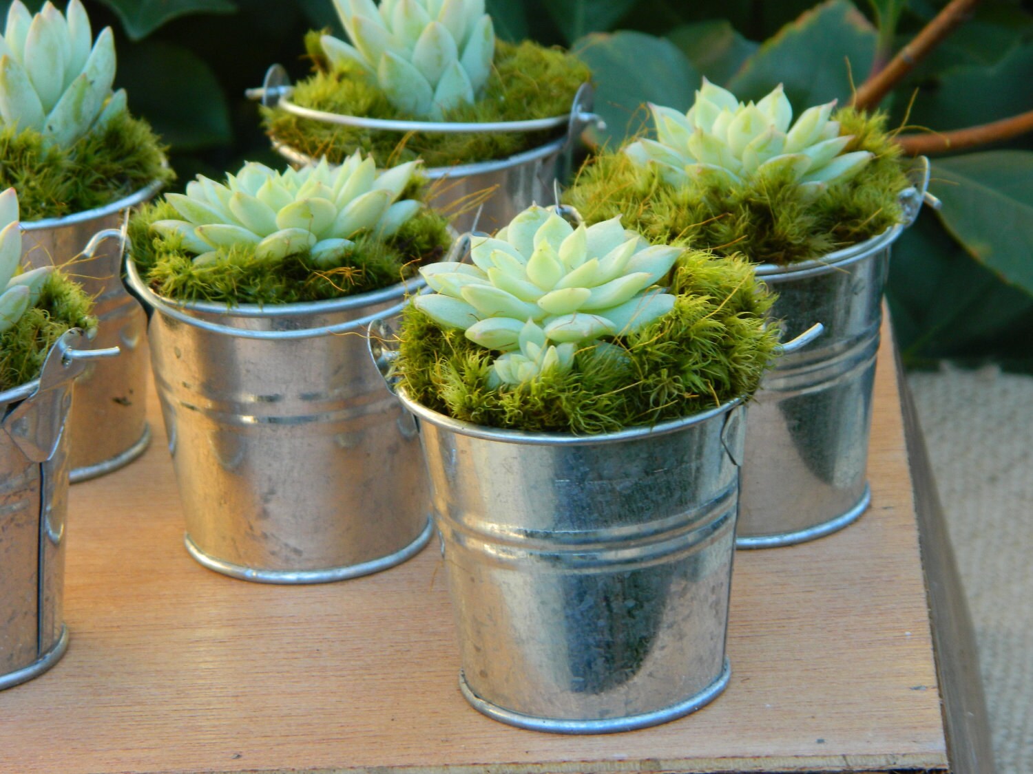 Succulent Wedding Favor