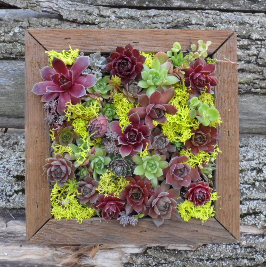 Succulent Vertical Living Wall Art Kit, 12 inch, Buy this or we can make custom sizes.
