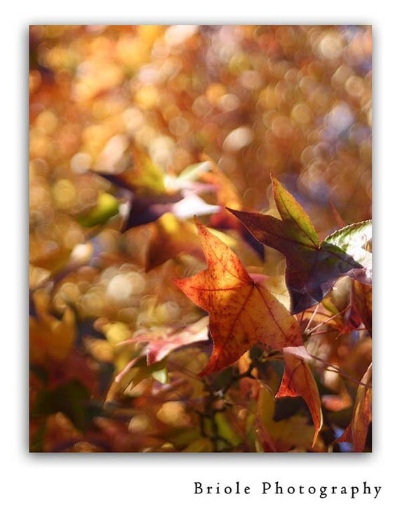 Autumn Leaves Nature Photograph 8"x10" Fall Print Burnt Orange Red Purple Yellow Leaves.