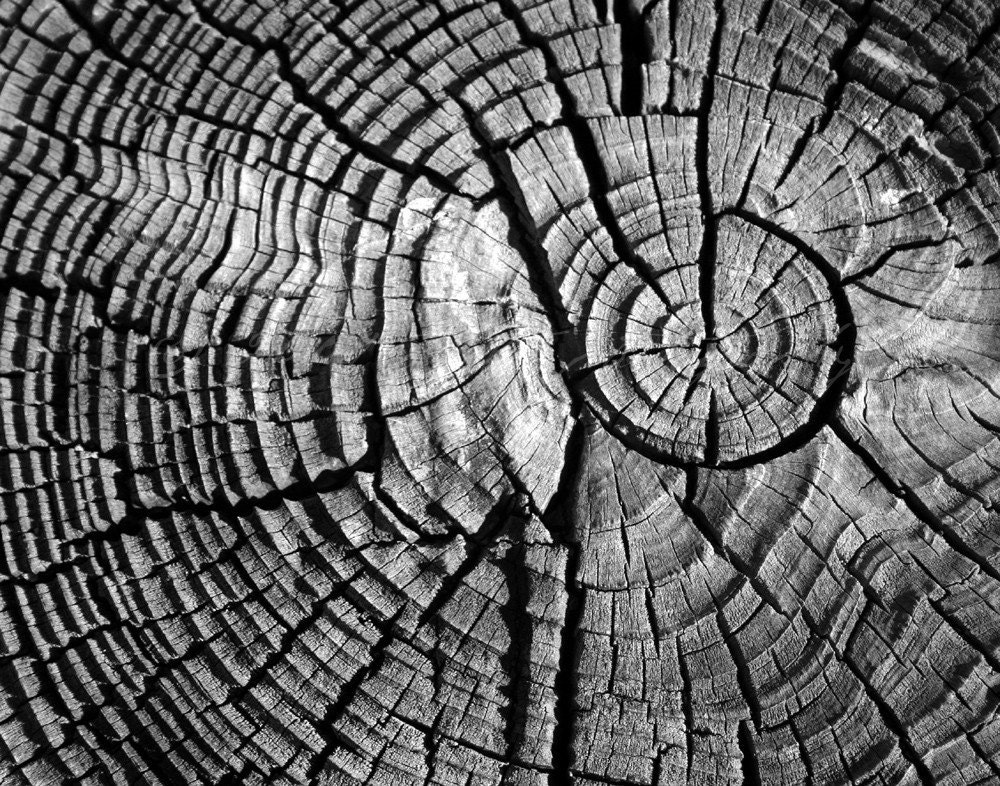 Nature Photography -- Tree Rings Black and White 11x14 Fine Art Photograph