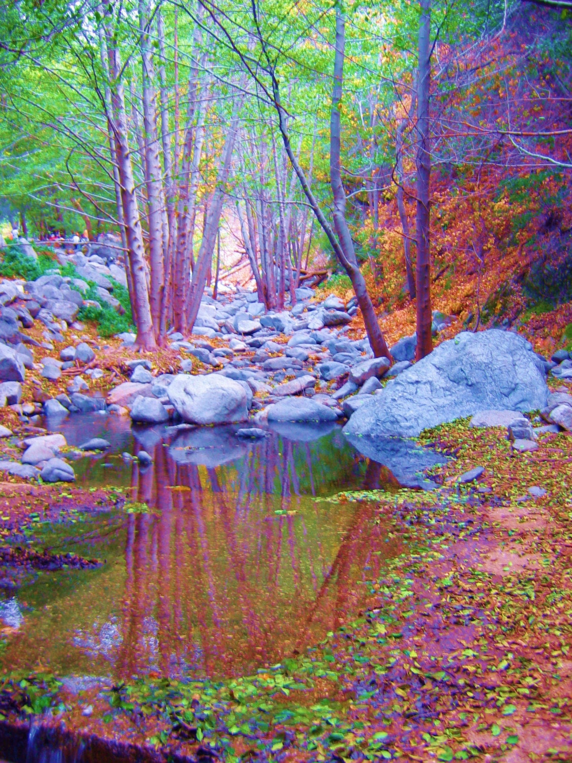 Forest of Dreams Photo Art Print $15