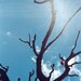 2ft 10in x 5ft Desert Tree - Vintage Feel modern decor wall print