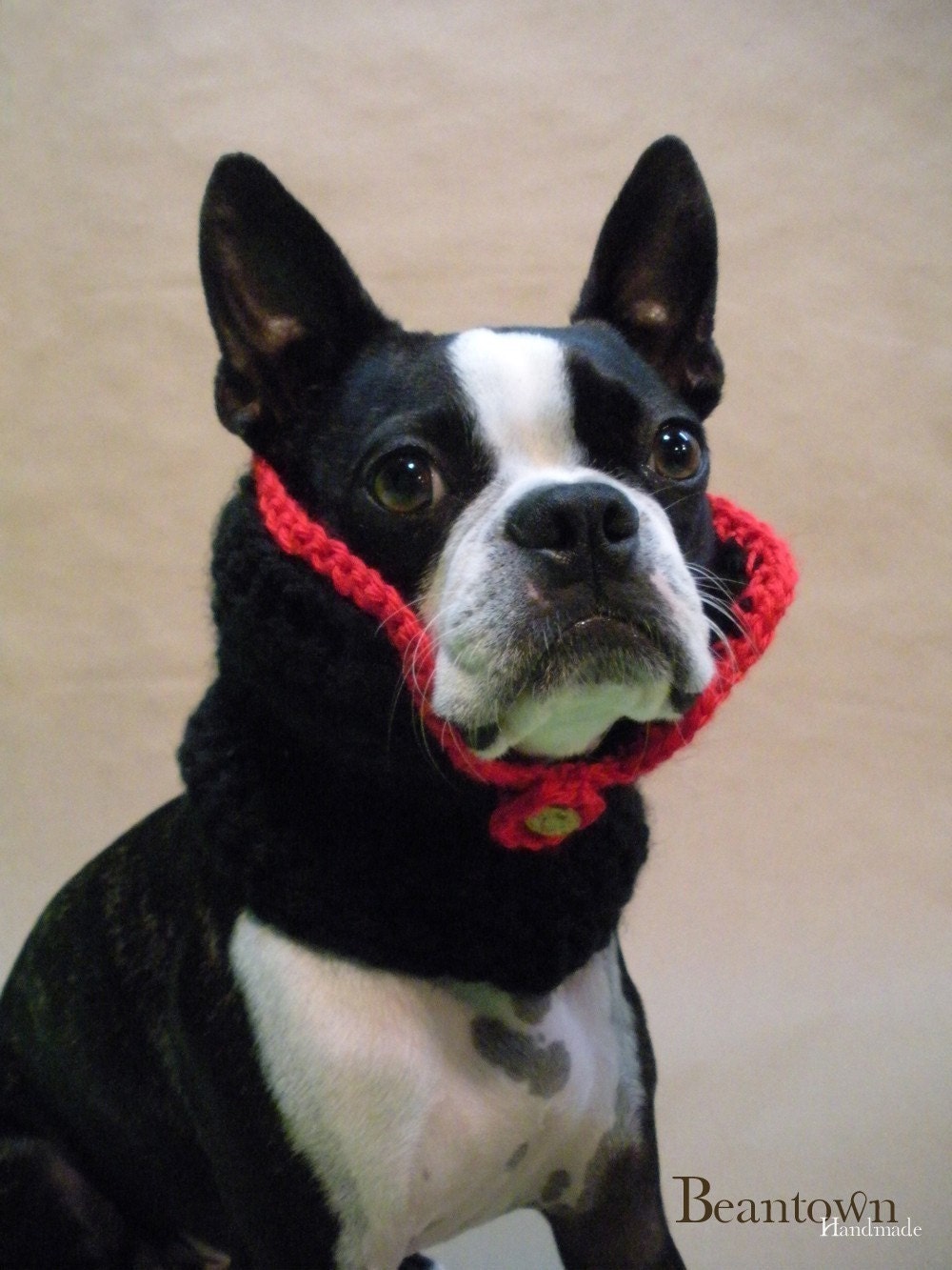 The Count - Dog Collar