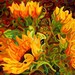 budanArt 8.5 x 11 Print - Four Sunflowers