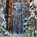 budanArt 8.5 x 11 Print - Forest Winter