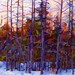 budanArt 8 x 10 Chunky Print - Muskoka Evening