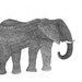 Elephant (geometric art print)