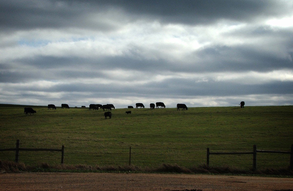 3ft x 2ft Bovine Skyline Photograph - modern frameless wall print