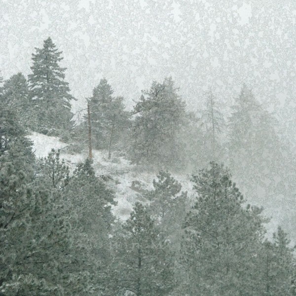Woodland Forest Photo -Winter Pine Landscape Art Print -Woodland Decor -Green Decor -10x10 Square Colorado Fine Art Photograph