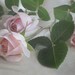 Roses for my Mother Digital Photo