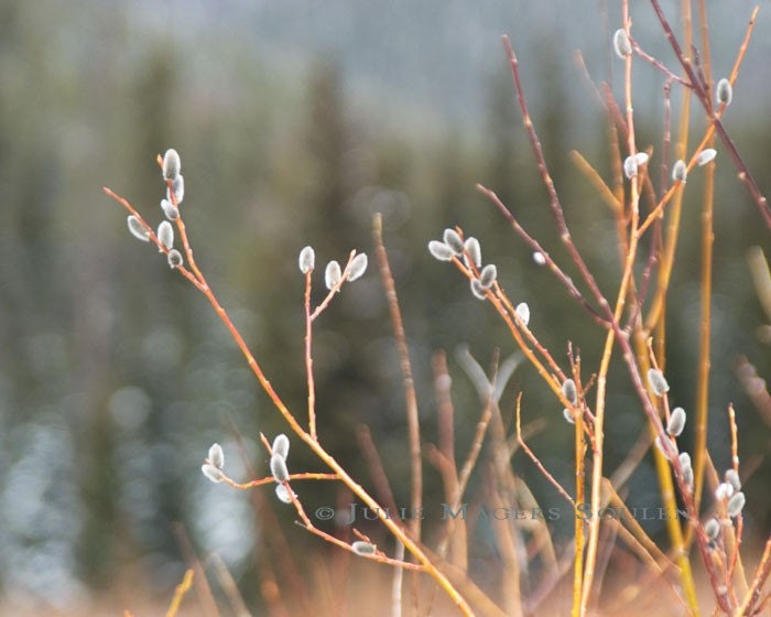 Pussy Willow Photo -Soft Nature Botanical Art Print -Woodland Decor -Naturalist Decor -8x10 Colorado Fine Art Photograph