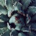 Centered - Fine Art Photograph - 5 foot wall print