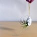 Hermit Crab Friendly Shell n' Plant