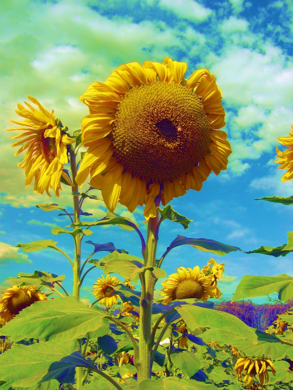 Sun Daze Note Card Set $16
